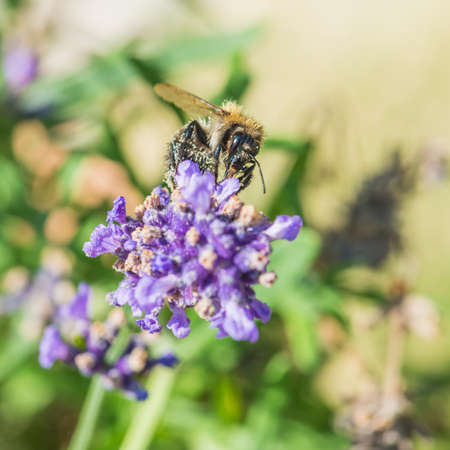 A macro shot of a bumblebee collecting pollen from a lavender bloom.