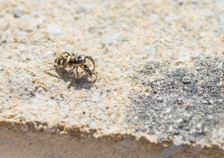 A macro shot of a zebra jumping spider eating a fly.の写真素材