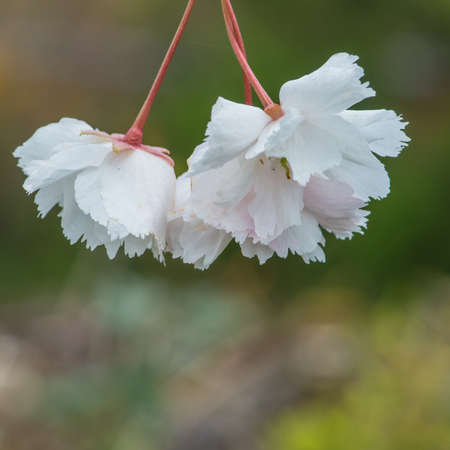 The white blossom of a cherry tree.の写真素材
