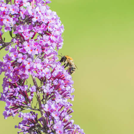 A macro shot of a bee feeding from a buddleia bush.
