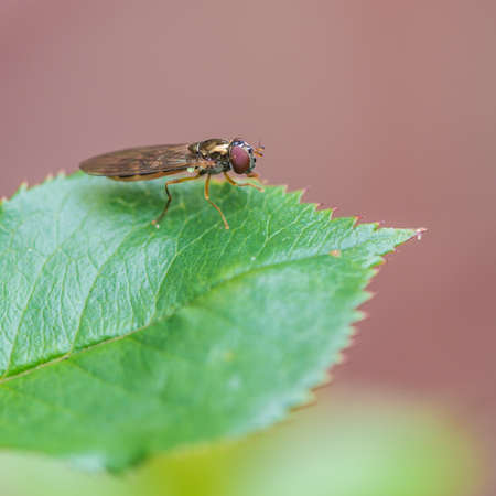 A macro shot of a hoverfly sitting on a green rose leaf 