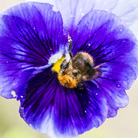 A macro shot of a bumblebee collecting pollen from a blue pansy bloom の写真素材