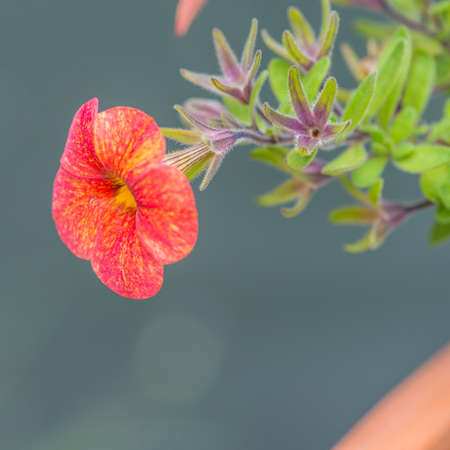 A macro shot of a calibrachoa sunrise bloom の写真素材