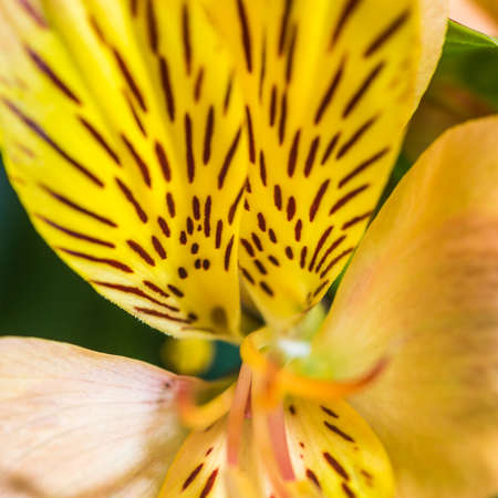 A macro shot of an alstroemeria bloom の写真素材