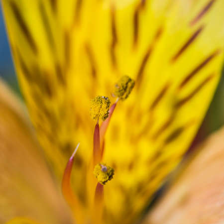 A macro shot of an alstroemeria bloom の写真素材