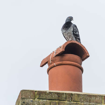 A feral pigeon sits atop a chimney.の写真素材