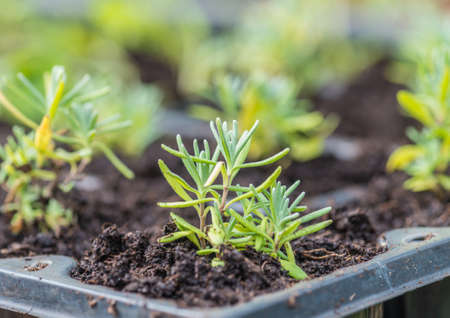 A macro shot of some lavender seedlings.の写真素材
