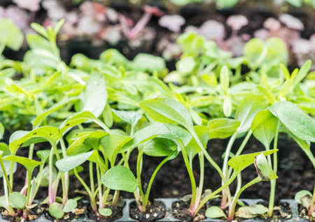 A macro shot of some young seedlings.の写真素材