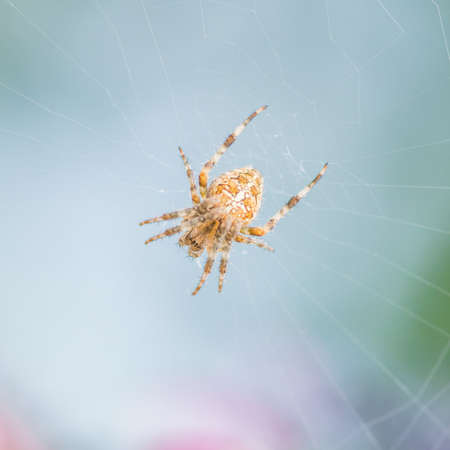 A macro shot of an orb weaver spider.の写真素材