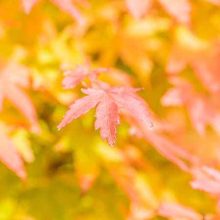 A macro shot of some autumnal looking leaves of an acer tree.の写真素材