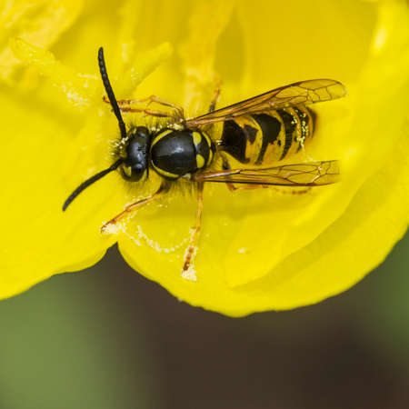 A macro shot of a wasp feeding from an evening primrose bloom.