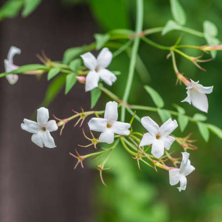 A macro shot of some white jasmine blooms.の写真素材