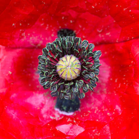 A macro shot of a red poppy bloom.の写真素材