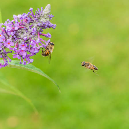 A macro shot of a hoverfly approaching another hoverfly that's feeding from a butterfly bush.の写真素材