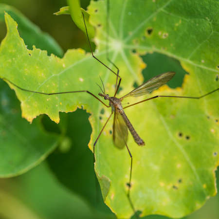 A macro shot of a crane fly sitting on a green leaf.の写真素材
