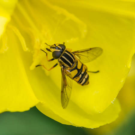 A macro shot of a hoverfly feeding from an evening primrose bloom.