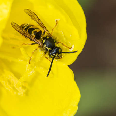 A macro shot of a wasp feeding from an evening primrose bloom.