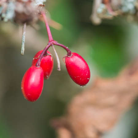 A macro shot of a trio of small red berries.の写真素材