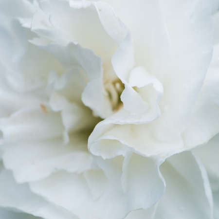 A macro shot of a white carnation bloom.の写真素材