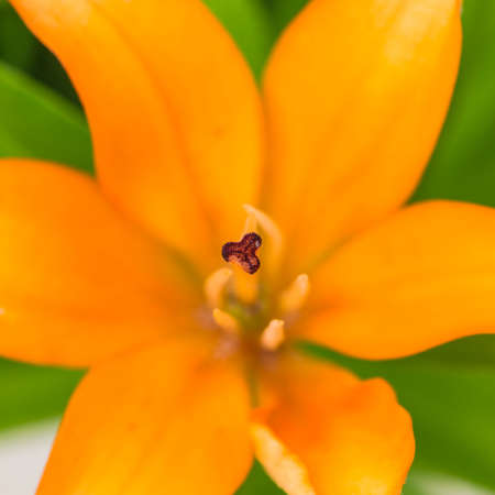 A macro shot of an orange asiatic lily.の写真素材