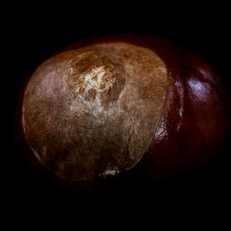 A macro shot of a horse chestnut, more commonly known as a conker.