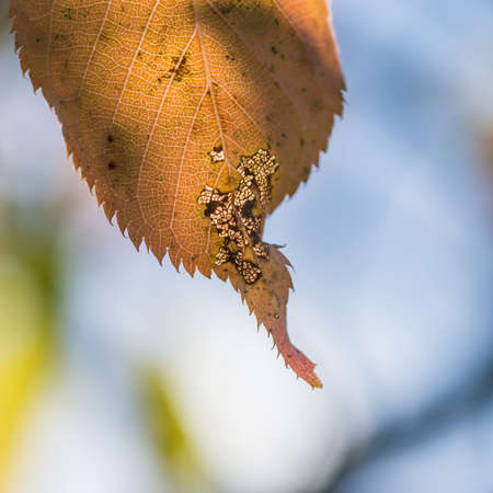 A macro shot of an autumnal leaf.