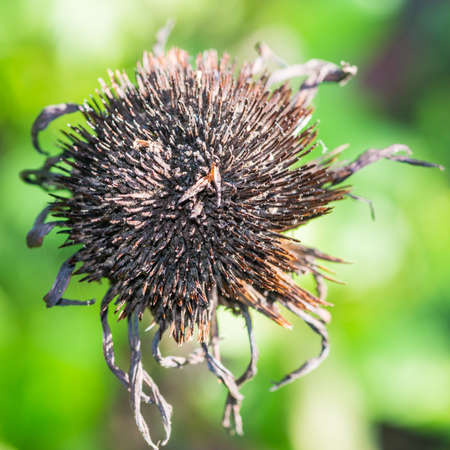 A macro shot of a decaying echinacea flower head.の写真素材