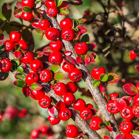 The red berries of a cotoneaster bush.