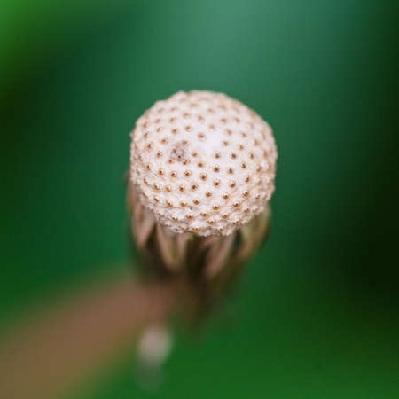 The empty seed head of a dandelion.の写真素材