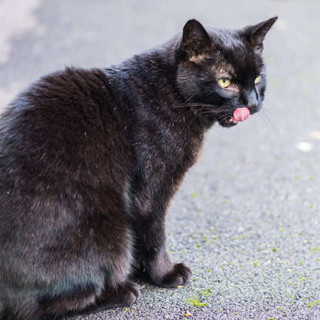 A shot of a black cat licking its lips.の写真素材
