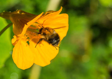 A macro shot of a bumblebee collecting pollen from a nasturtium bloom.