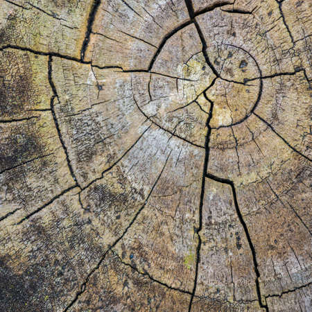 An abstract macro shot of the top of a fence post.