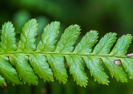 An abstract macro shot of a fern leaf.