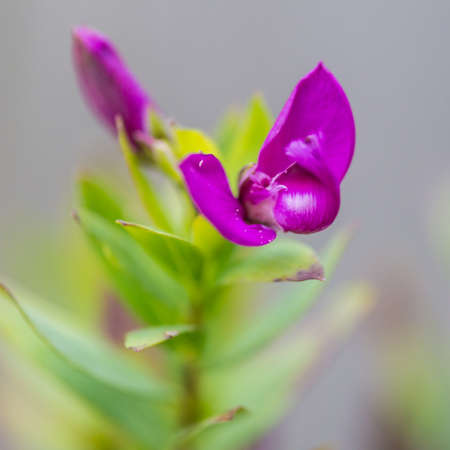 A macro shot of a purple sweet pea bloom.