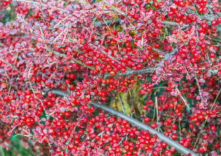 The red berries of a cotoneaster bush.の写真素材