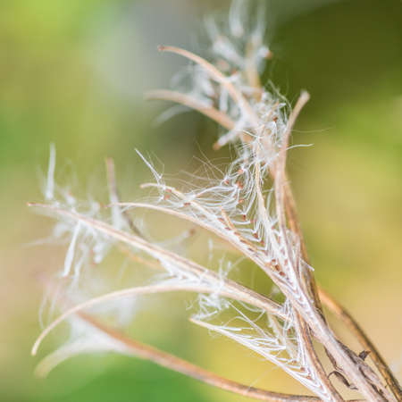 A macro shot of the seed dispersal system of a great willowherb weed.