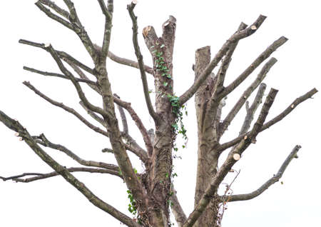 A shot of the remaining branches of a sycamore tree, isolated on a white .