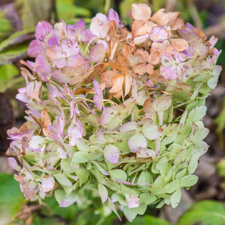 The decaying bracts of a hydrangea flower head.