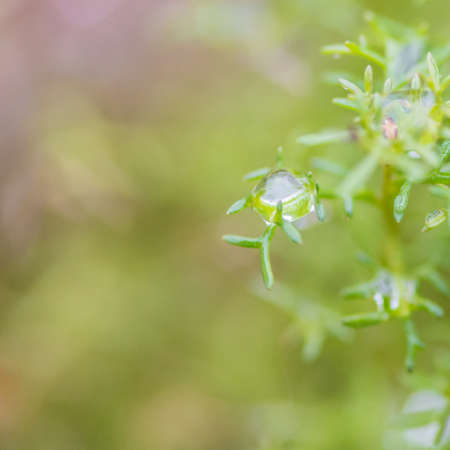 A macro shot of raindrops caught in the leaves of a rock daisy.