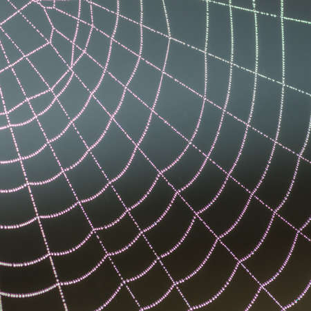 A macro shot of dewdrops caught in a spider web.