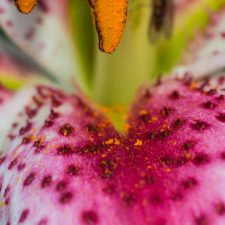 A macro shot of a pollen covered petal of an oriental lily.の写真素材