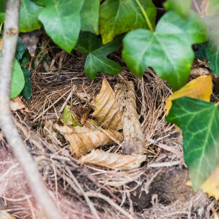 A macro shot of a birds nest within a hedgerow.の写真素材