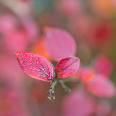 A macro shot of some autumn colours in the garden.