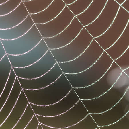 A macro shot of dewdrops caught in a spider web.の写真素材