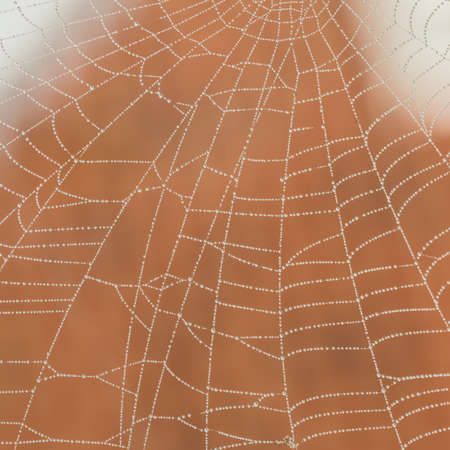 A macro shot of dewdrops caught in a spider web.の写真素材