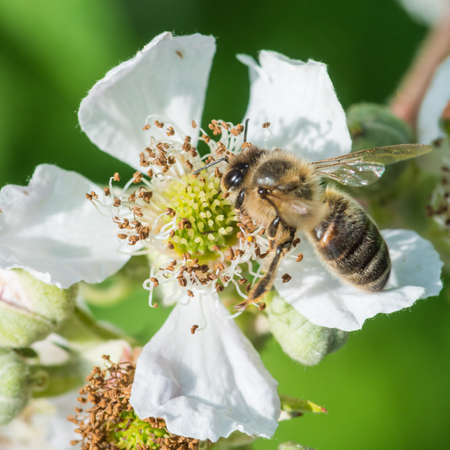 A macro shot of a bee on a bramble bloom.