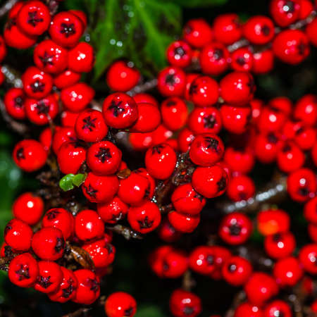 A macro shot of the red berries of a cotoneaster bush.