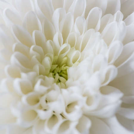 A macro shot of a white chrysanthemum bloom の写真素材