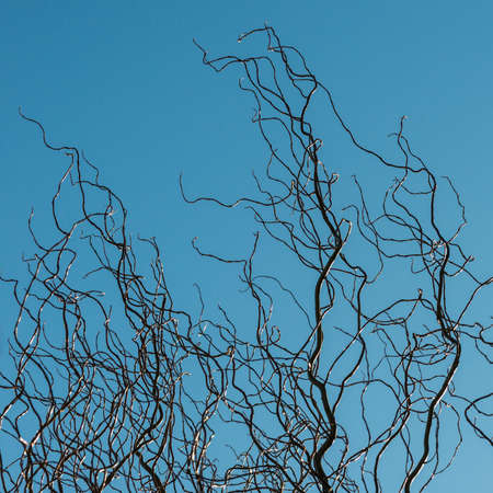 A shot of some windswept looking branches shot against a blue sky.の写真素材