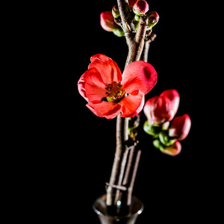 A macro shot of some pink quince blooms and buds.の写真素材
